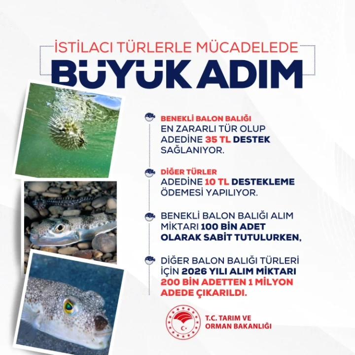 Deniz Ekosistemini Tehdit Eden Balon Balığında Kota 1 Milyona Yükseltildi - Detay Görsel 2
