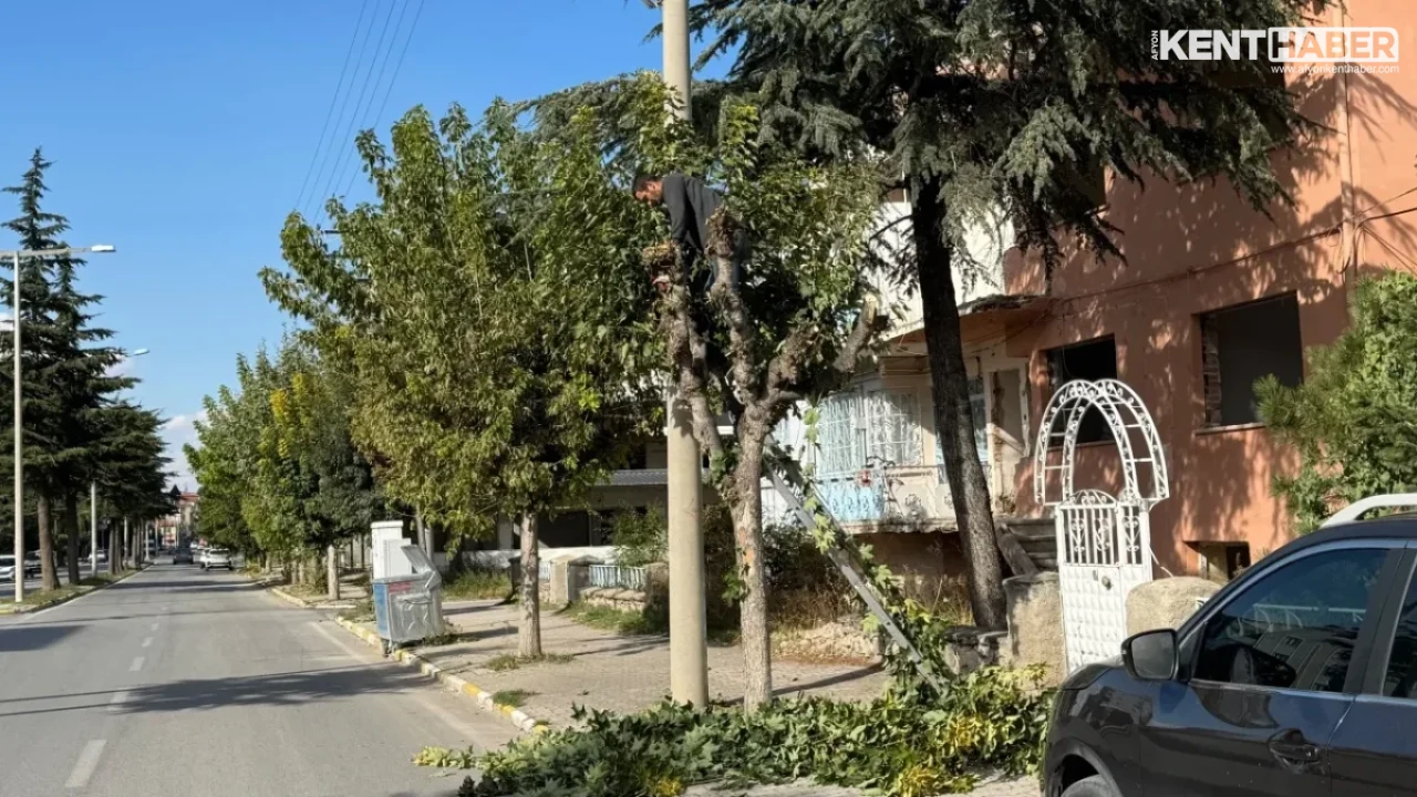 Bolvadin İstasyon Caddesi'nde Kapsamlı Ağaç Budama ve Çevre Düzenleme Çalışmaları Sürüyor - Detay Görsel 2