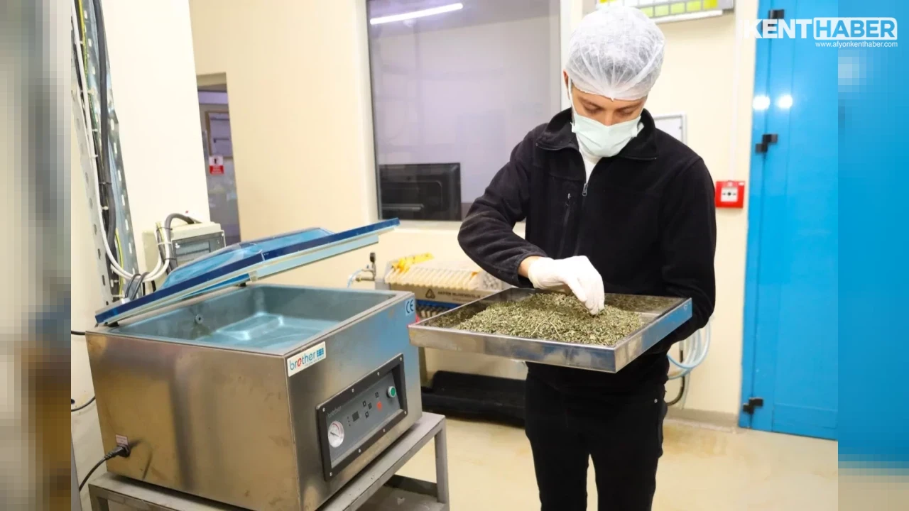 Kocaeli Büyükşehir Belediyesinden Tıbbi ve Aromatik Bitkilerle Tarımsal Kalkınma Hamlesi